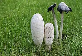 Coprinus comatus