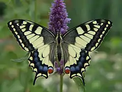 PapilionidaePapilio machaon