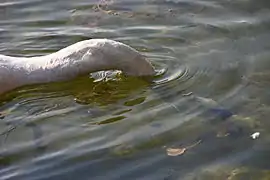 Plongeon de la tête et du cou.