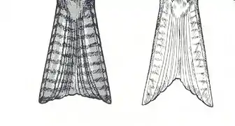 Comparaison des queues du milan noir (à gauche) et du milan royal (à droite)