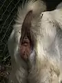 Anus et vulve d’une Chèvre Boer