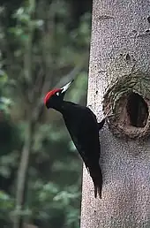 Vue d'un oiseau noir avec une crête rouge sur le tronc d'un arbre