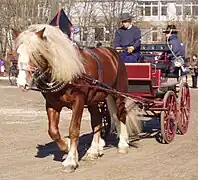 Un grand cheval roux avec une abondante crinière blonde tire un attelage