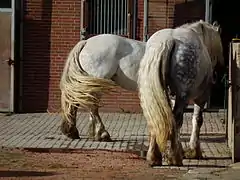 Croupe de deux Percherons allemands.