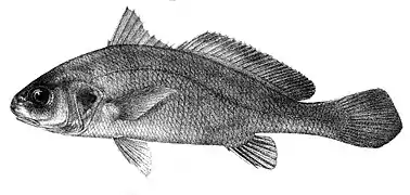 Sciaena glaucus