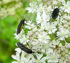 Sciara hemerobioides, un Sciaridae.