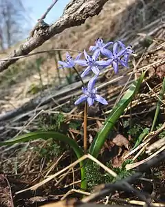 Scille à deux feuilles