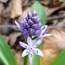 Jeune inflorescence.