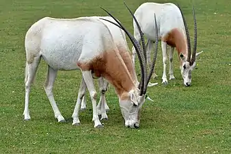 Oryx algazelle (pâturage).
