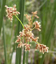 Fleur de totora ou scirpus californicus