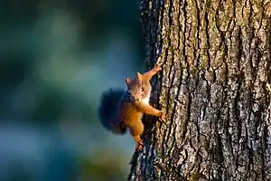 Écureuil roux (Sciurus vulgaris) juvénile Fronton, Haute-Garonne France