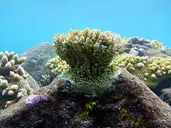 Acropora sp.