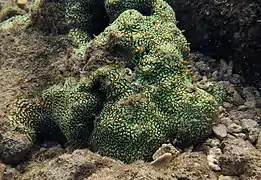 Un corail non identifié.