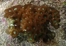 Une colonie de corail non identifiée (peut-être de la famille des Merulinidae)?