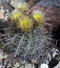 Description de l'image Sclerocactus wrightiae.jpg.