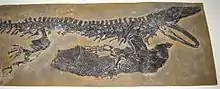 Fossile de Sclerocephalus haeuseri exposé à Paléopolis (Gannat) en France