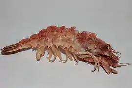 Sclerocrangon salebrosa