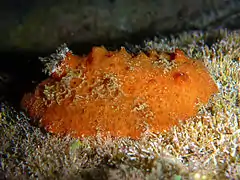 Sclerodoris tuberculata