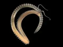 Scolelepis squamata, un polychète sédentaire spionien