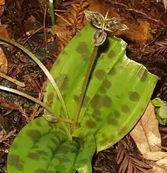 Description de l'image Scoliopus (420257092).jpg.