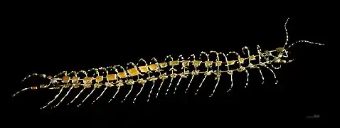 Scolopendra cingulata (Scolopendromorpha).