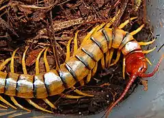 Description de l'image Scolopendra polymorpha 1.jpg.