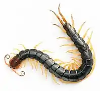 Scolopendra subspinipes (Scolopendromorpha).