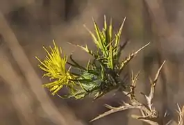 Fleur à Clermont-l'Hérault