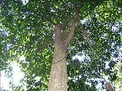 Scorodocarpus bornensis