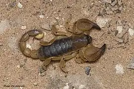 Scorpio maurus