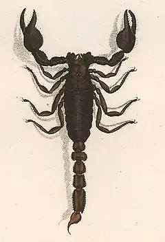 Description de l'image Scorpio maurus 1800.jpg.