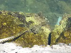 Au centre, un poisson-scorpion plaqué contre la pierre se confond avec celle-ci.