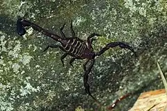 Description de l'image Scorpion (Tityus trinitatis).jpg.