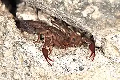 Description de l'image Scorpion Centruroides limpidus (14587304901).jpg.