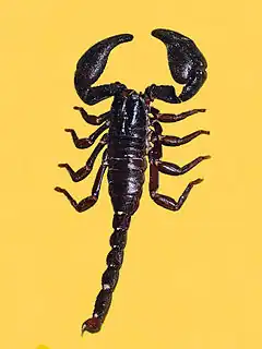 Description de l'image Scorpionidae - Heterometrus cyaneus.JPG.