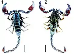 Scorpiops ingens