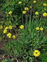 Plants de Scorsonère d'Espagne.