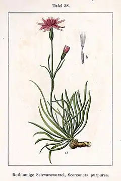 Description de l'image Scorzonera purpurea Sturm38.jpg.