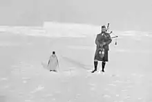 Photographie d'un homme jouant de la cornemuse à côté d'un manchot.