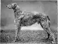 Scottish deerhound