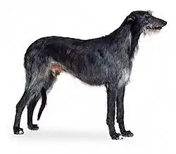 Image illustrative de l’article Deerhound