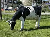 Sculpture d'une vache, avenue de Rosny.