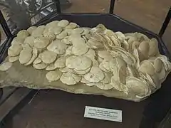 Agrégation fossile de Scutella paulensis (Burdigalien de la Drôme) au Muséum national d'histoire naturelle de Paris.