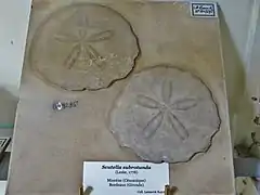 Fossiles de Scutella subrotunda (Miocène de Gironde, collection du MNHN).