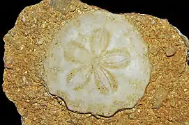 Scutella subrotunda (Miocène)