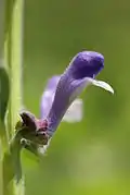 Profil d'une fleur