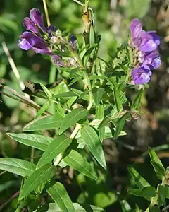 Description de l'image Scutellaria baicalensis flowers.jpg.