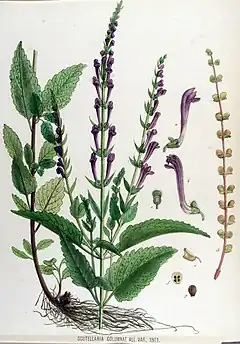 Description de l'image Scutellaria columnae — Flora Batava — Volume v17.jpg.