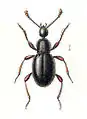 Scydmaenus tersatus (Scydmaenidae)