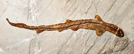 Scyliorhinus elongatus (fossile)